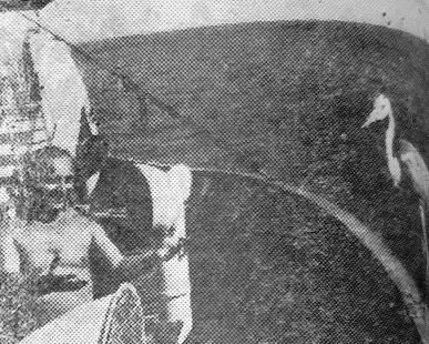 Ковба Александр подружился с аистом, отдыхавшем на судне во время перелета -  БМРТ-355 16 06 1965 фото А. Никольского