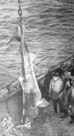 Такой улов — акулу — подняли на борт рыбаки -  БМРТ-350 Эвальд Таммлаан 22  08 1974
