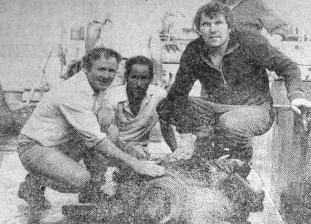 Черепаху таких  размеров даже бывалые моряки видят впервые - БМРТ-555  ФЕОДОР ОКК  02 10 1976