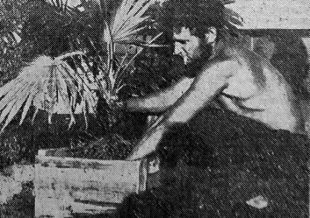 Любин Володя штурман и  комсорг делает импровизированную елку на Кубе в порту – 01 01 1966