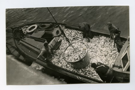 ТР Август Корк  принимает рыбу - 1967