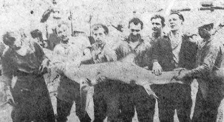 Вот такого акуленка поймали в одном из рейсов рыбаки – БМРТ-441 26 10  1968 фото В. Смирнова матроса