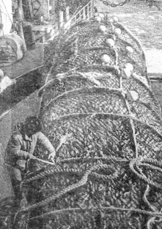 Очередные тонны в копилку встречного. Такие уловы не редкость на судне. – БМРТ-474 Оскар Сепре   04 04 1974