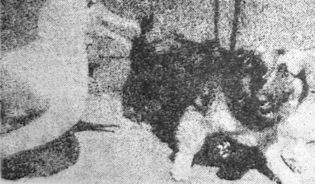 Шарик  столкнулся нос к носу с бакланом - 10 06 1972 БМРТ-396  Иоханнес  Рувен