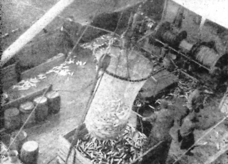 выливка рыбы из кошелька на палубу  - СРТР-9058 11 10 1967