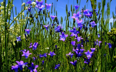 полевые цветы колокольчики В Мяннику  -  люблю этот простой и нежный цветок