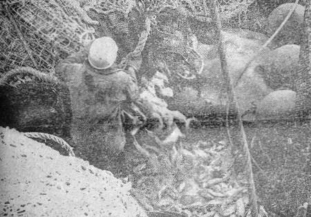 Рыбаки заняты выливкой улова в бортовой бункер - БМРТ-333 Юхан Сютисте 18 12 1976