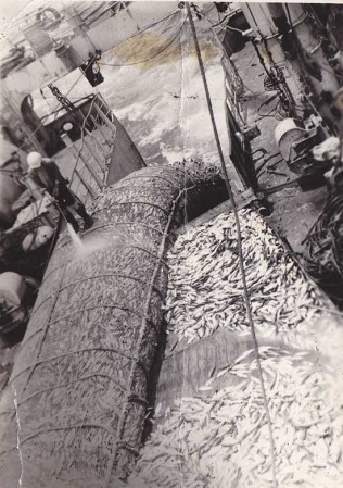 Трал полный тонн под 50 рыбы хек, в Канаде перегружали по бункерам и карманам. 1988 год.