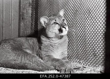 юная пума из Южной  Америки  в таллинском зоопарке 1964