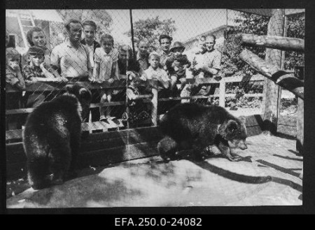 медвежата Таллинского зоопарка   1955