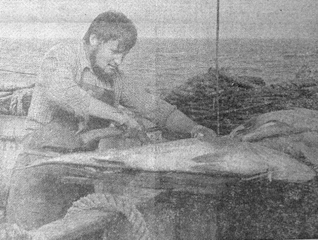 Пащенко Василий 3-й механик помогает рыбообработчикам в разделке рыбы. - БМРТ-604 РУДОЛЬФ СИРГЕ 23 11 1976