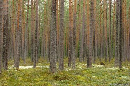 Сосновый лес в национальном парке Лахемаа