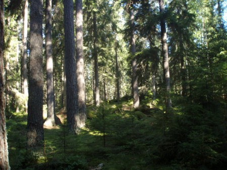 эстонский лес
