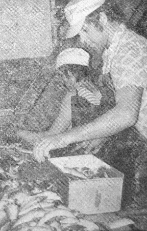 Антонович Ижгонайтис повар первой категории в  рыбцехе на изготовлении тушки  из сардины - ПБ Станислав Монюшко 01 03 1977