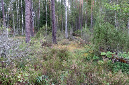 Эстонский лес