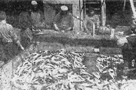 Комплексная производственная бригада в перерыве шкерит рыбу – до 10 тонн  хека  бывало - БМРТ-431 Каскад  13 01 1968