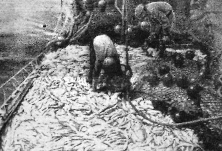 Греским М.  и И. Пухов матросы выливают рыбу из кутка – БМРТ-368 Оскар Лутс  07 10 1971
