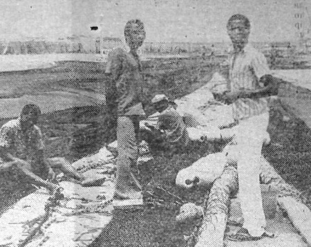 абиджанские  рыбаки  заняты вооружением кошелькового   невода – ТР Иней  24 05 1975