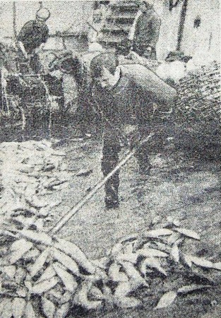Матвеев Николай матрос БМРТ 250 Яан Коорт занят уборкой рыбы в бункер 25 мая 1972