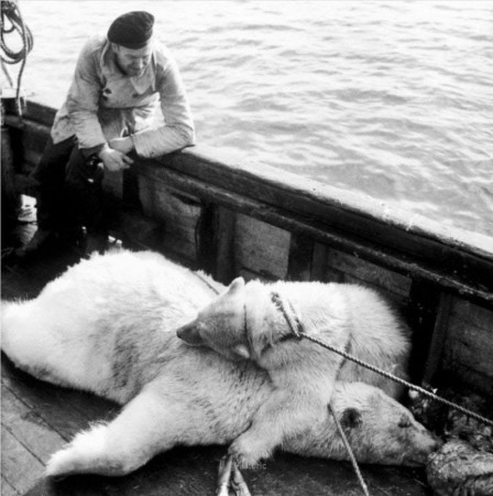 Медвежонок  обнимает  свою  убитую  мать.  Шпицберген 1947 г.