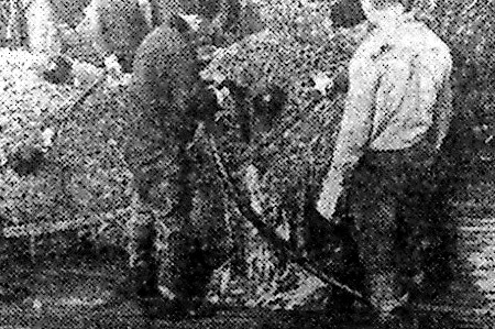 выливка рыбы в бункер март 1968 БМРТ 436 Осваиваем пелагический лов