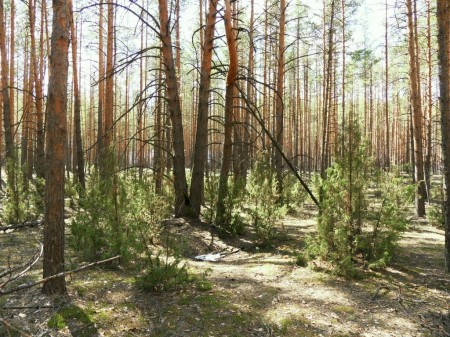 сосновый  лес  с  можжевельником в Рылово