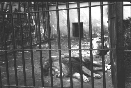 львы отдыхают в старом зоопарке Таллина