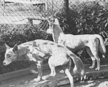 собаки Динго в зоопарке Кадриорг