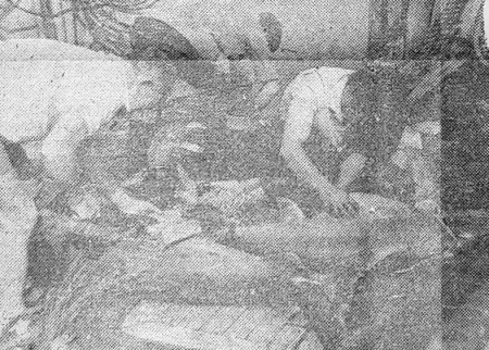 Обработчики  заняты   разделкой  крупной рыбы - БМРТ-604   РУДОЛЬФ СИРГЕ 28 10 1976