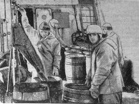 Ходус Иван мастер обработки с экипажем занят выливкой рыбы в бочки - СРТР-9057 22 08 1974    Фото А. Кивисильда.