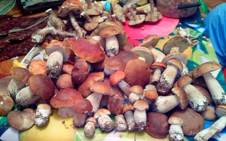 в эстонских лесах  можно  собрать  богатый  урожай  грибов