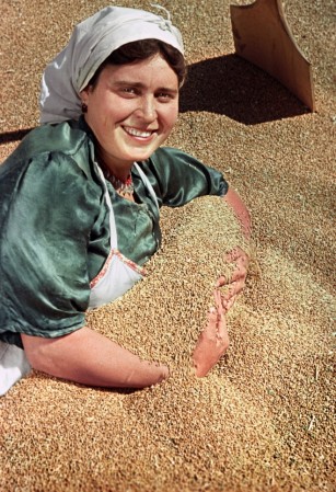 Богатый урожай пшеницы в колхозе имени Сталина, 1951 год