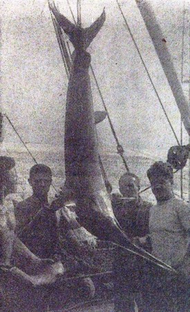 Мясо меч-рыбы напоминает свинину, жаль, что это еще молодой экземпляр – БМРТ-396 14 12 1966  фото Г. Селюка