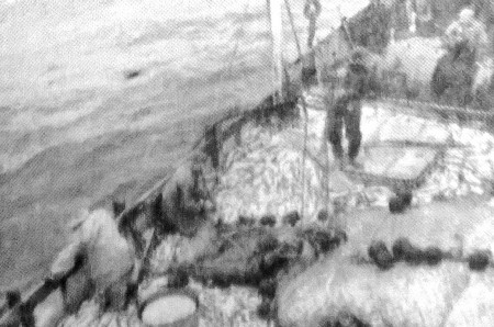 Взят богатый улов – БМРТ-227 Аугуст Алле  08 10 1964 фото П. Кудрина