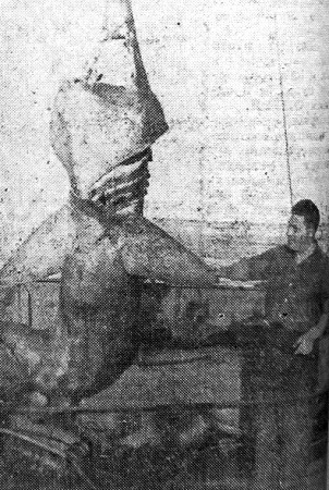 Никольский Н. старпом  рассматривает 4-х метровый и 500 кг-й улов на БМРТ -355  - 27 03 1965