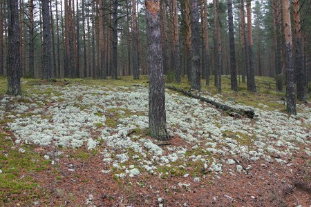 удивительный  белый мох или лишайник встречается в лесу Эстонии