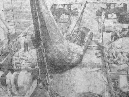 Не часто море балует рыбаков такими уловами, какой выпал экипажу судна 23 июля - БМРТ-604 Рудольф Сирге 04 09 1975