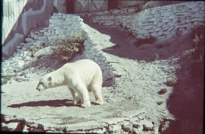 полярный медведь в зоопарке Кадриорга