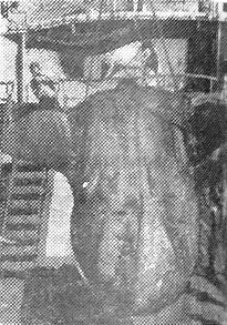Рыба-луна весом 1,5 тонны попала в трал – БМРТ-350  16 02 1966