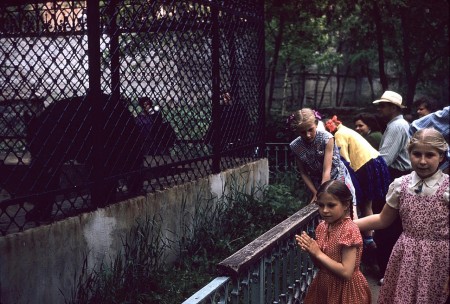 Харьков -  дети  смотрят на медведя в зоопарке