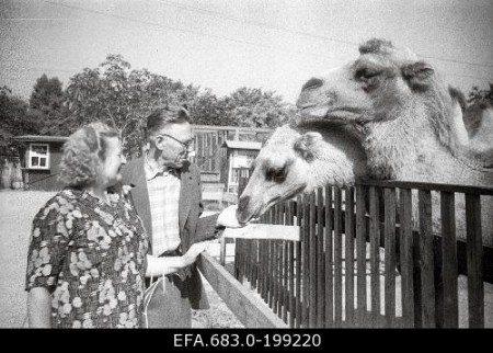 верблюды в Таллинском зоопарке  1963