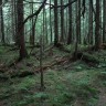 эстонский  лес