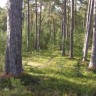 в  Эстонии  много лесов