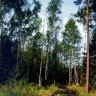 хвойные  леса  Эстонии