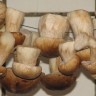 Грибники Ровбуты - Сушеные и еще только сушашиеся белые  грибы в сезон  висели по всей кухне
