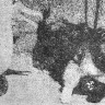 Шарик  столкнулся нос к носу с бакланом - 10 06 1972 БМРТ-396  Иоханнес  Рувен