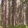 старый лес в Эстонии