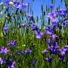 полевые цветы колокольчики В Мяннику  -  люблю этот простой и нежный цветок