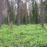 сосновый лес  с черничником в Таммемяэ