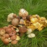 Станадартный набор грибов в деревне Рылово